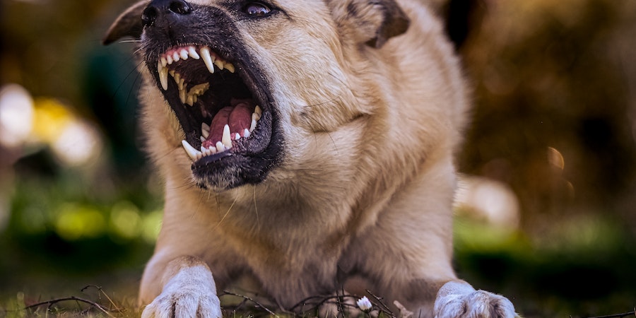 personal injury lawyer for dog bite